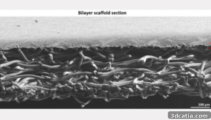Detailed image of the scaffold section within the full-thickness human skin model