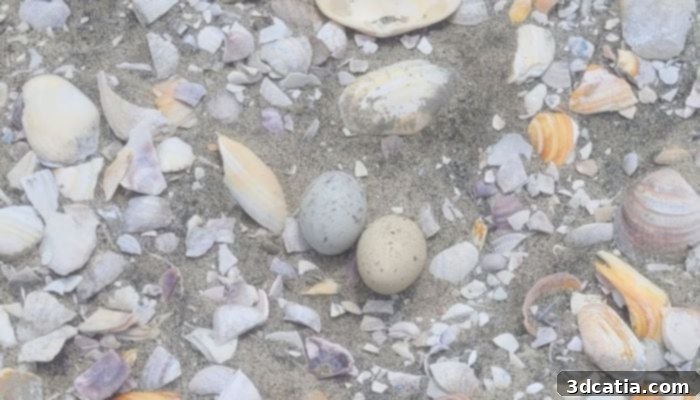 3D printed Fairy Tern eggs