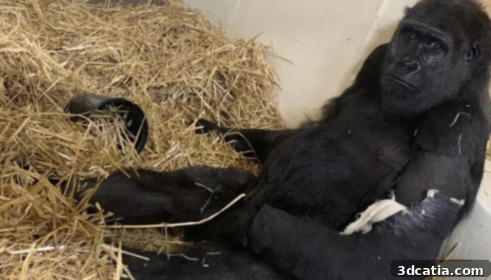 Gladys’ temporary cast lacked durability, a detriment to the healing process