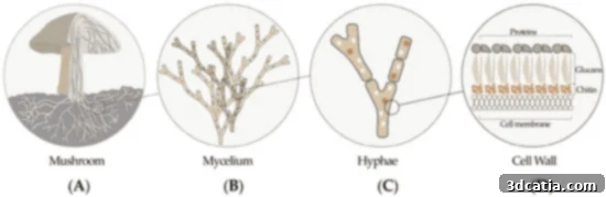 Schematic illustration of fungal mycelium's root system, highlighting its intricate network of hyphae