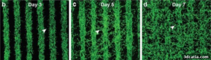 3D Bioprinted Eye Tissue for Research