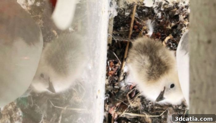 First kittiwake chick hatched at Hornsea 3 artificial nesting site