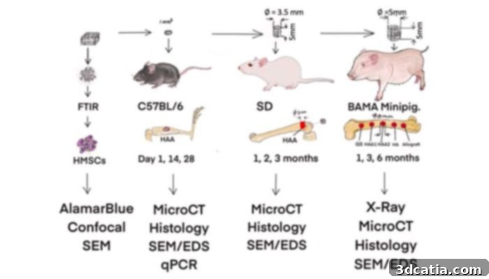 Conceptual design illustrating in vitro and in vivo testing phases for a new coral-inspired bone graft material developed by Swansea University researchers.