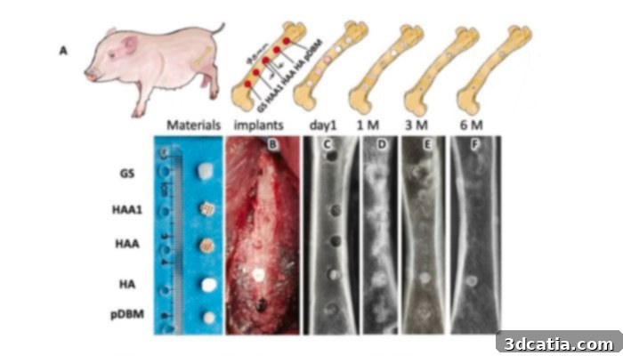 Close-up of a 3D printed bone graft implant surgically placed in a minipig model, demonstrating in vivo application and integration.