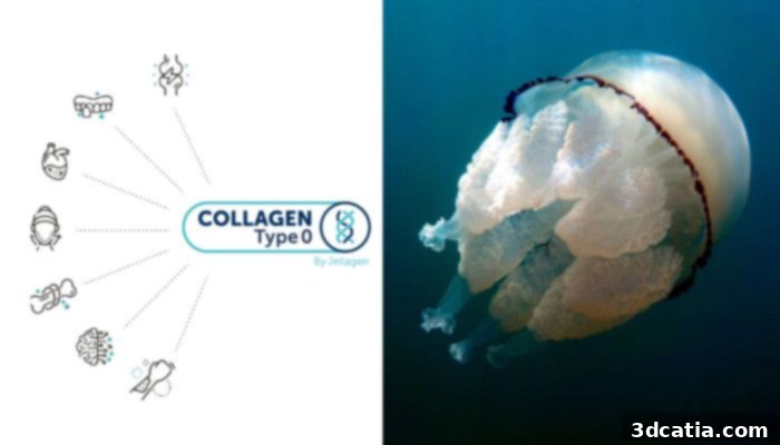 Jellagen Collagen Type 0 from jellyfish for regenerative medicine