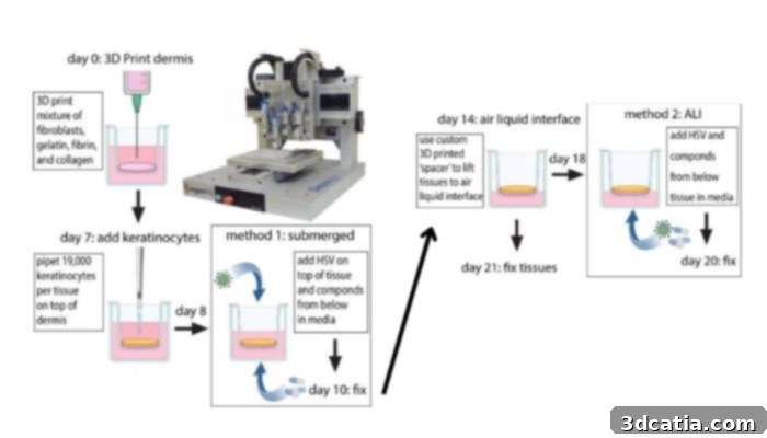 Diagram illustrating the stages of the 3D bioprinting process for skin equivalents.