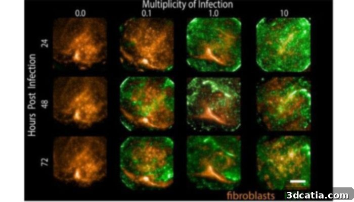 Microscopic image showing HSV infected cells (green) and host fibroblasts (orange) in a submerged tissue model.