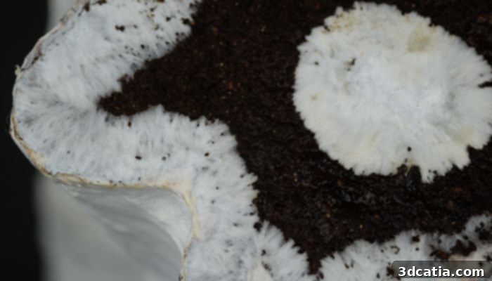 Mycelium skin providing stability to coffee grounds printed structure