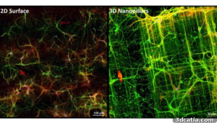 Comparison of neurons in 2D (left) and 3D (right) environments, showing improved physiological relevance in 3D microstructures for advanced research.