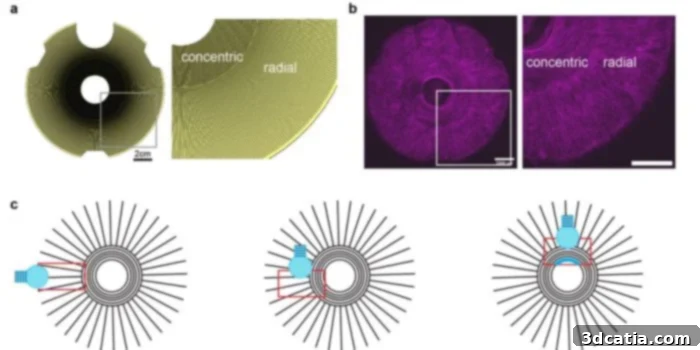 Artificial Iris Muscle Patterning and Contraction