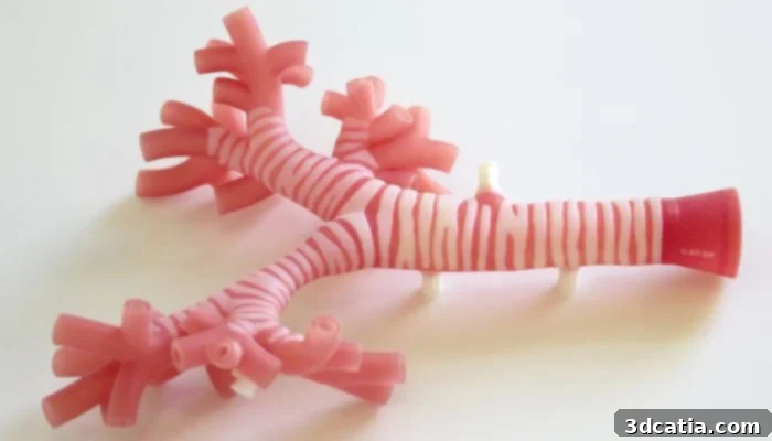 Close-up of the trachea model.