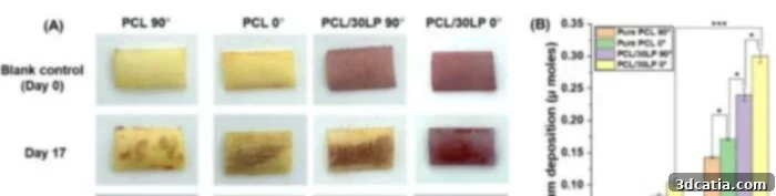 Mineralization assessment of Human Osteoblast (HOB) cells on 3D printed implants, indicating active bone tissue formation