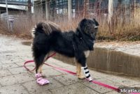 Pawsthesis 3D Printed Prosthetics For Dogs