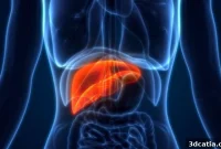 Can Bio-Printed Livers End the Organ Shortage?