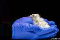26 Chicks Hatched From 3D-Printed Eggs: Progress Toward Dodo and Moa De-Extinction