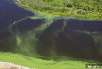 FAU 3D-Prints Seaweed Structures to Combat Algal Blooms
